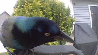 common grackle