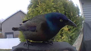 common grackle