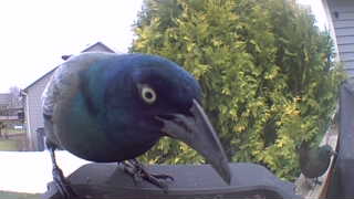 common grackle