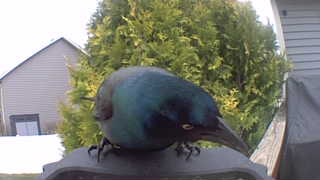 common grackle