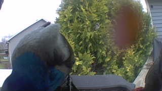 black-capped chickadee