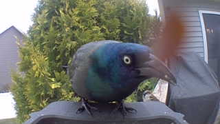 common grackle