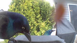 common grackle