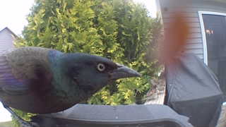 common grackle