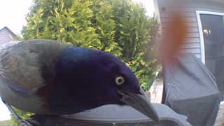 common grackle
