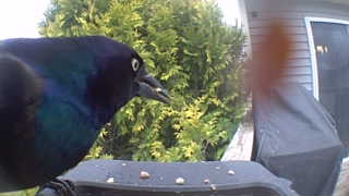 common grackle