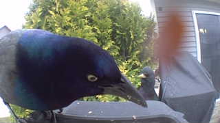 common grackle