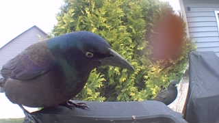 common grackle
