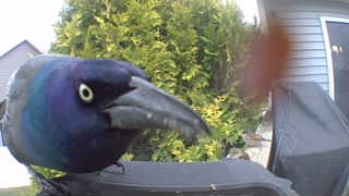 common grackle