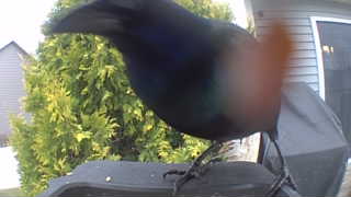 common grackle