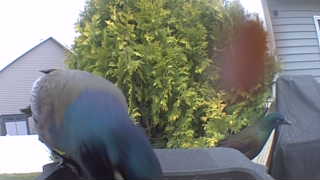 green imperial pigeon