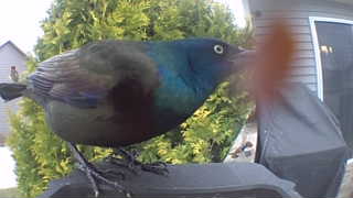 common grackle