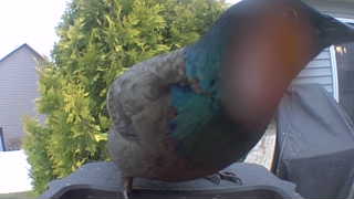 rock pigeon