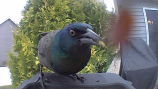 common grackle