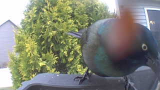 common grackle