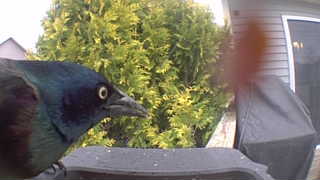 common grackle