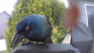 common grackle