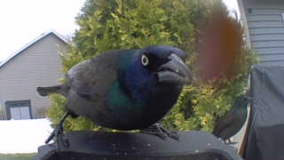 common grackle