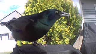 common grackle