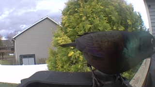common grackle
