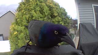 common grackle