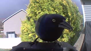 common grackle
