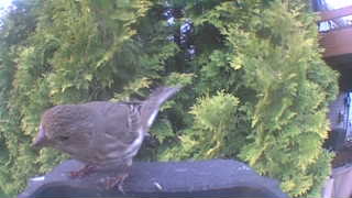 house sparrow