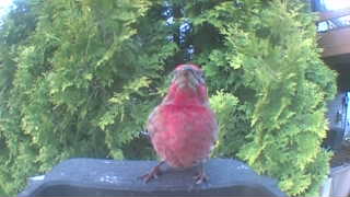 purple finch