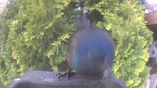 common grackle