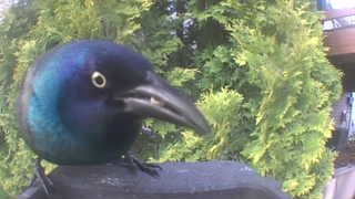 common grackle