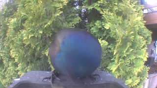 common grackle