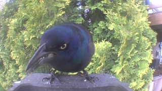 common grackle