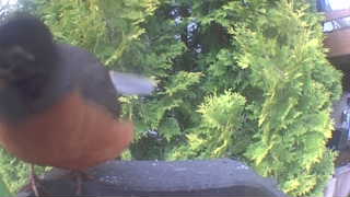 american robin