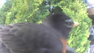 american robin