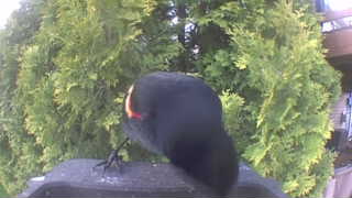 red-winged blackbird