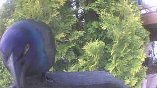 common grackle