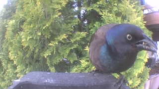 common grackle