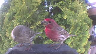 house finch