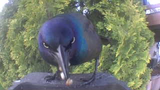 common grackle