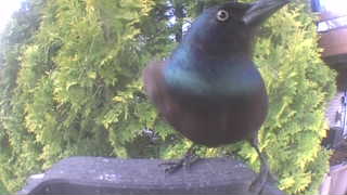 common grackle