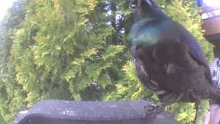 european starling
