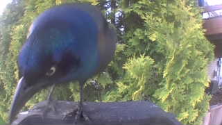 common grackle
