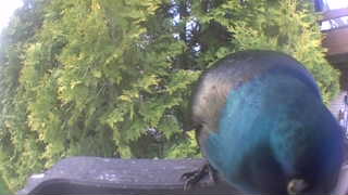 common grackle