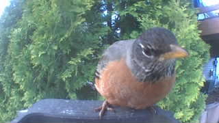 american robin