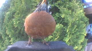 domestic chicken