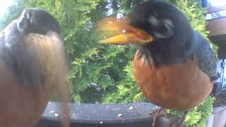 american robin
