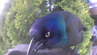 common grackle