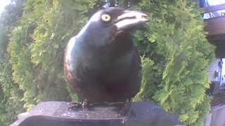 common grackle