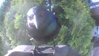common grackle