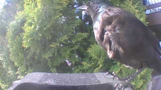 common grackle